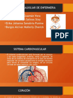 Sistema cardiovascular: estructuras y funciones