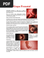 Etapa Prenatal