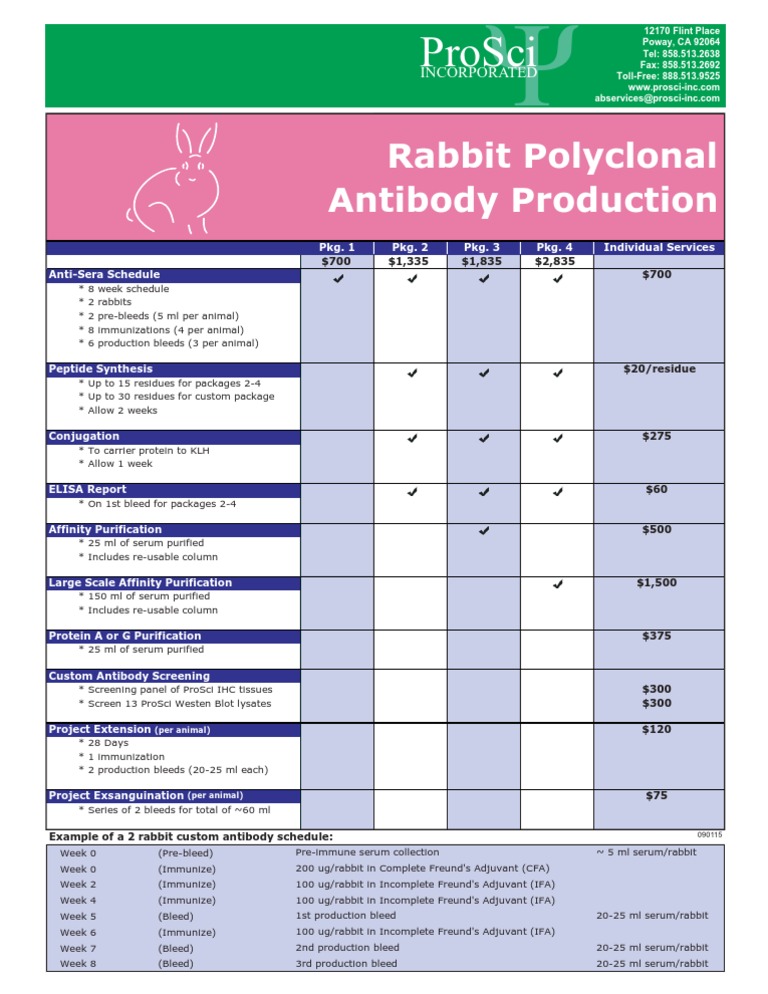 Custom Rabbit Antibody Production Services | PDF