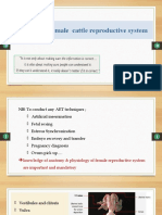 Anatomy of Female Cattle