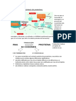 Biosíntesis de proteínas: Traducción del ARNm en proteína