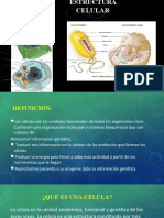 Estructura Celular