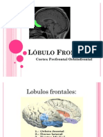 Lóbulo Frontal