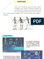 Tema 2. Osteología