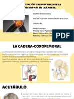 Exposición Articulacion de Cadera-Coxofemoral