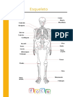 Esqueleto axial e apendicular - identificação e funções dos principais ossos
