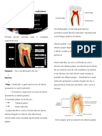 Anatomia interna dos canais radiculares