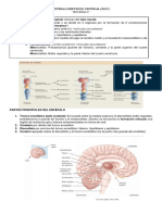 Sistema Nervioso Central