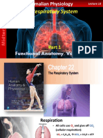 Respiratory System: Functional Anatomy, Ventilation