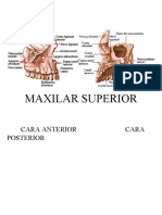 Maxilar Superior