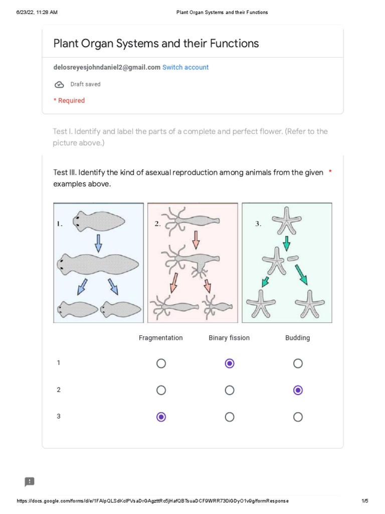 Plant Organ Systems and Their Functions PDF Flowers Biology