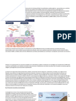 Fisiopatología de la disfunción endotelial en la aterosclerosis
