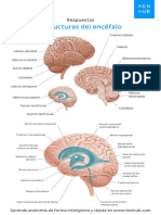 Ejercicio Cerebro Respuestas