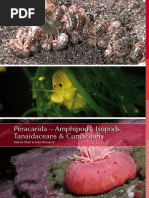 Peracarida - Amphipods, Isopods, Tanaidaceans & Cumaceans