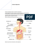 Sistema Digestivo - 2