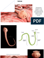 Microbiologia