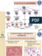 Morfologiacelularsanguinea