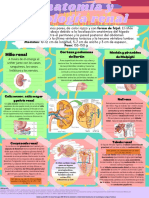 Anatomía y Fisiología Renal