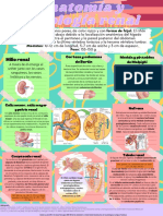 Anatomía y fisiología renal: Estructura y función del riñón