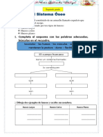 El Sistema Óseo