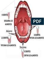 Tipos de Dientes