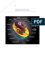 Célula Animal y Célula Procariota