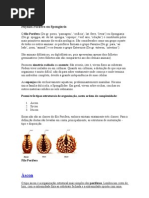 Phylum Porifera Ou Spongiaria