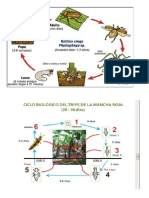 Ciclos Biologico de Las Plagas