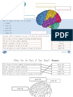 Parts of The Brain Labelling Activity Ver 1