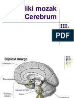 4.1 Cerebrum