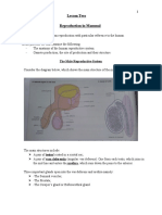 Lesson Two - Reproduction in Mammals