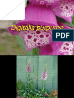Digitalis Purpurea