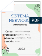 Práctica Sistema Nervioso