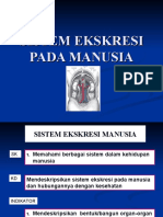 Sistem Ekskresi Pada Manusia