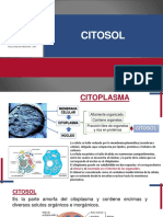 Citoplasma Citosol Sin Audio