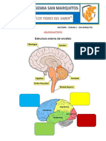 Anatomía 2