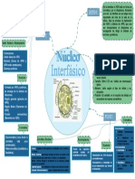 NÚCLEO INTERFÁSICO (Organizador Visual)