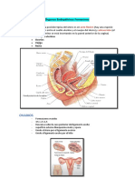 (A) Parte 1 - Órganos Endopélvicos Femeninos