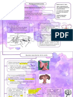 Fisiologia Reproductiva Del Cerdo