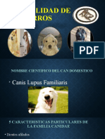 Especialidad de Perros