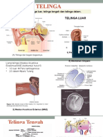 Anatomi Telinga