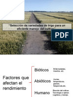 Trigo: Factores Que Afectan El Rendimiento en Centro-Sur Argentina