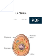 La célula: transporte a través de la membrana plasmática y sus partes