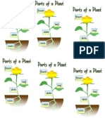 Parts of A Plant (Template)