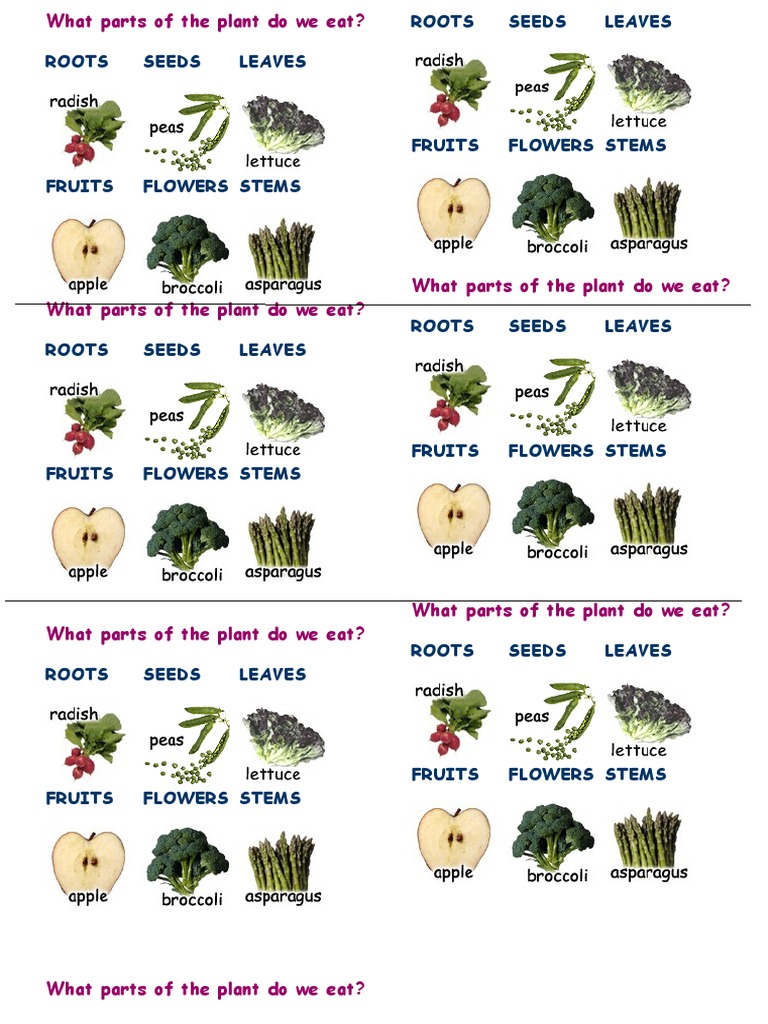 What Parts of The Plant Do We Eat PDF