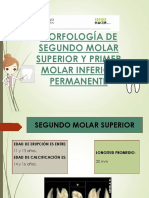 Morfología de Primer y Segundo Molar