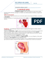 Proceso de La Gestación-Alum.