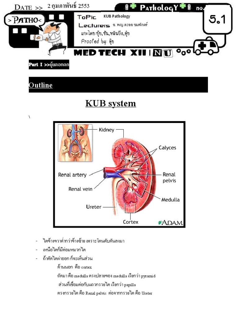 KUB System Pathology Overview | PDF