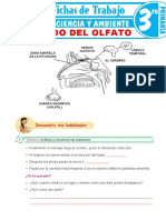 El Sentido Del Olfato para Tercer Grado de Primaria