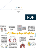 Sistema Respiratorio 176749 Downloable 1320200